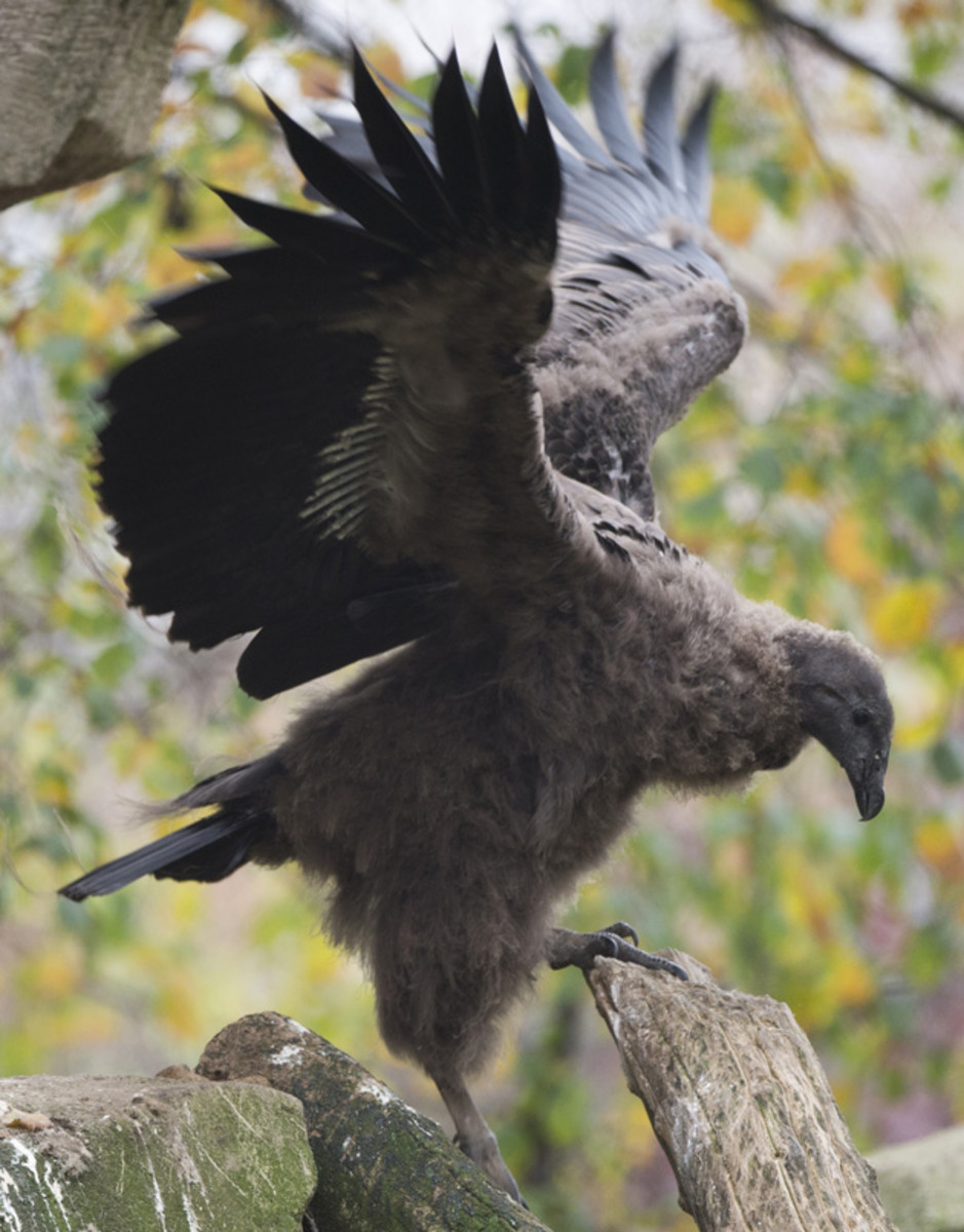 condor-1.jpg